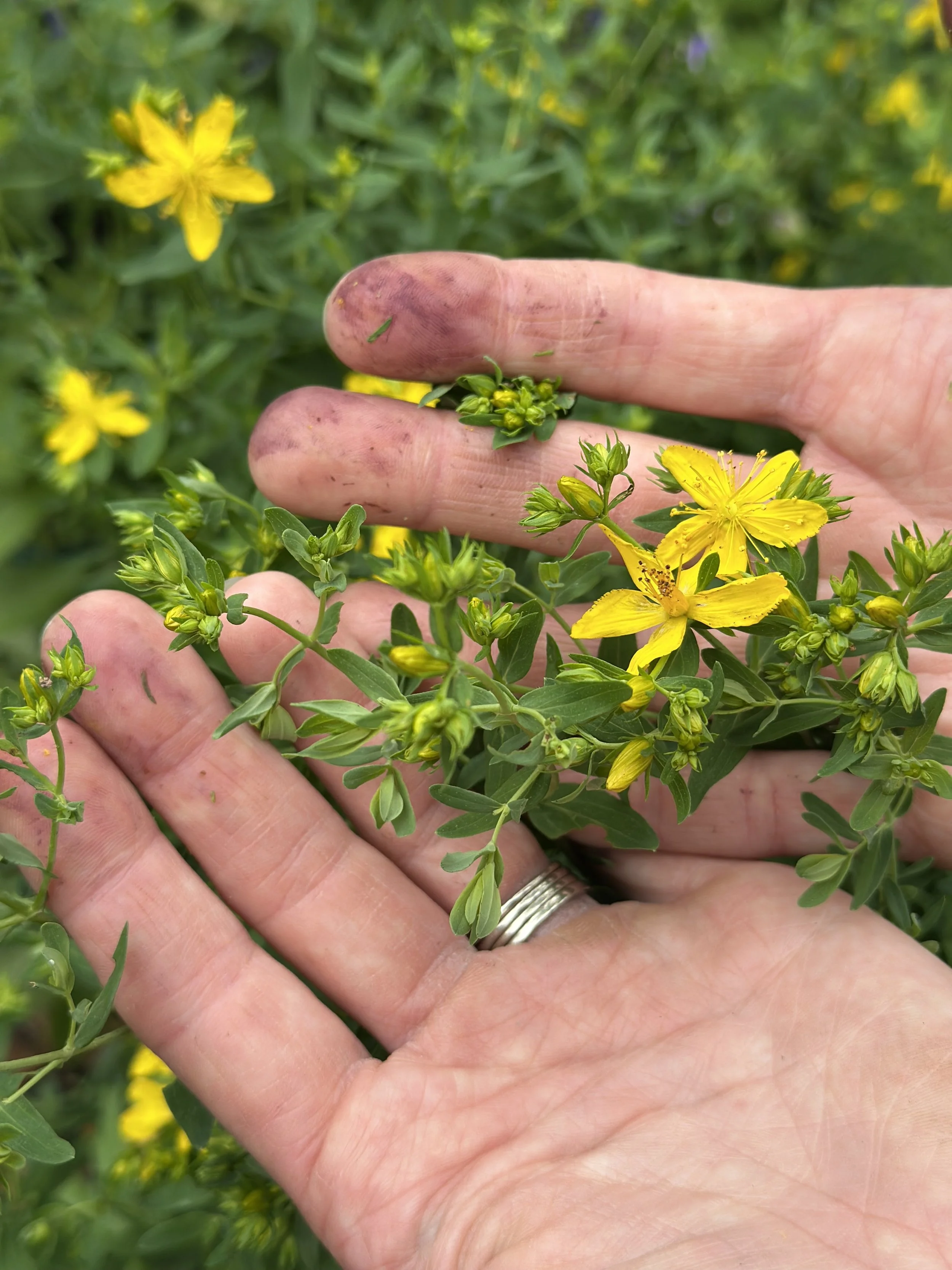 Close-up of hands holding yellow wildflowers with one hand stained from picking flowers, set against a background of more yellow flowers and green foliage.