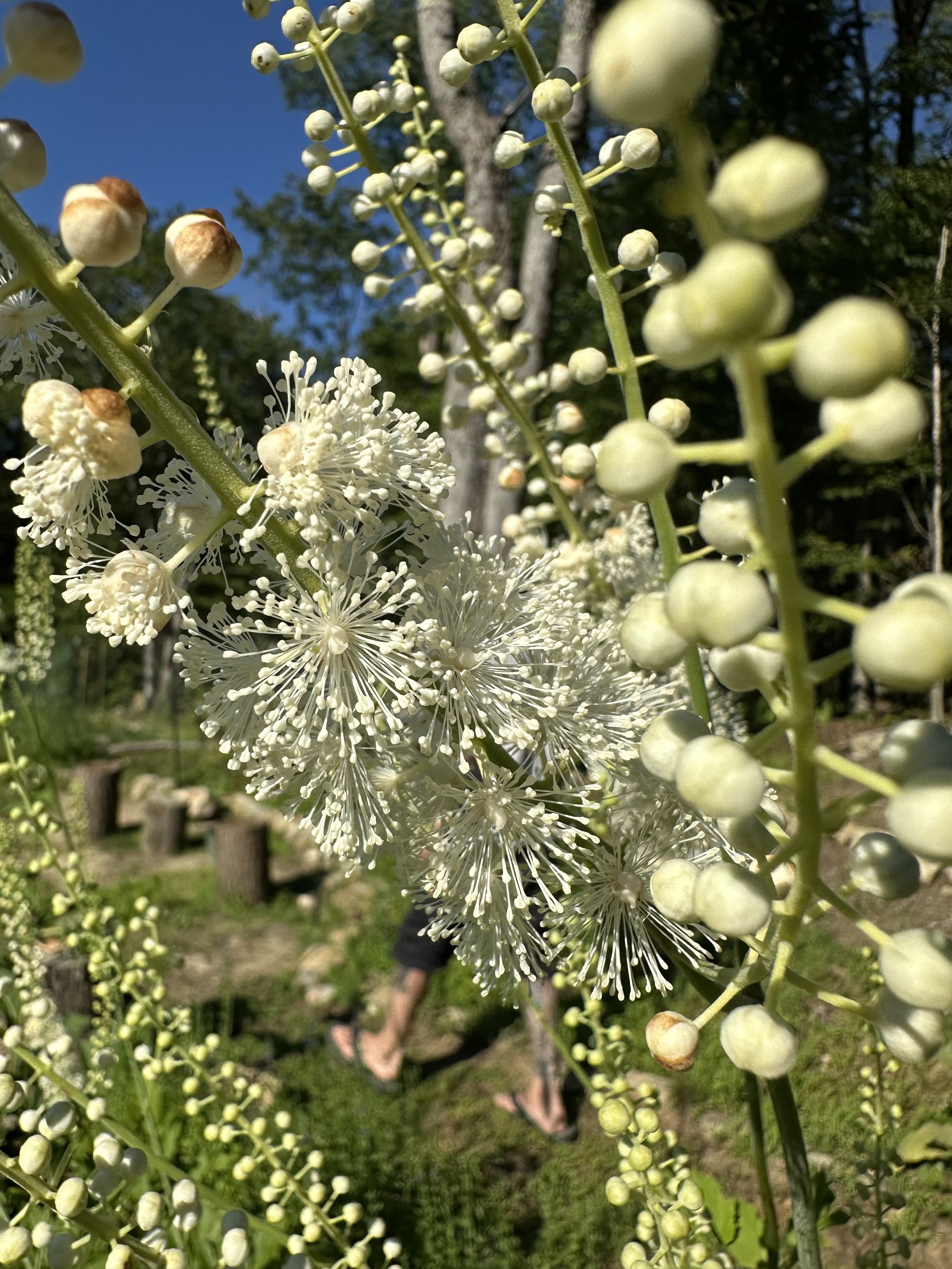 Close-up of white flowering plant with spherical buds and intricate blossoms, background of trees, blue sky, and person walking in a park.