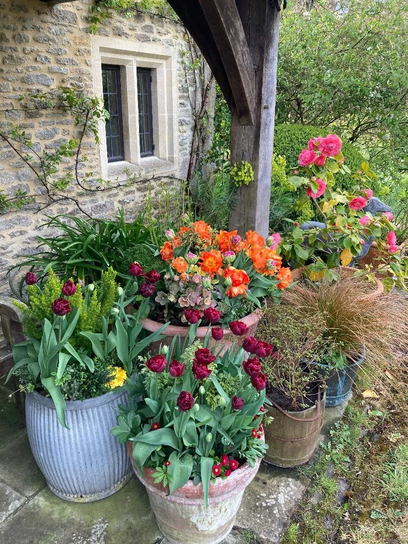 Tulip pot display