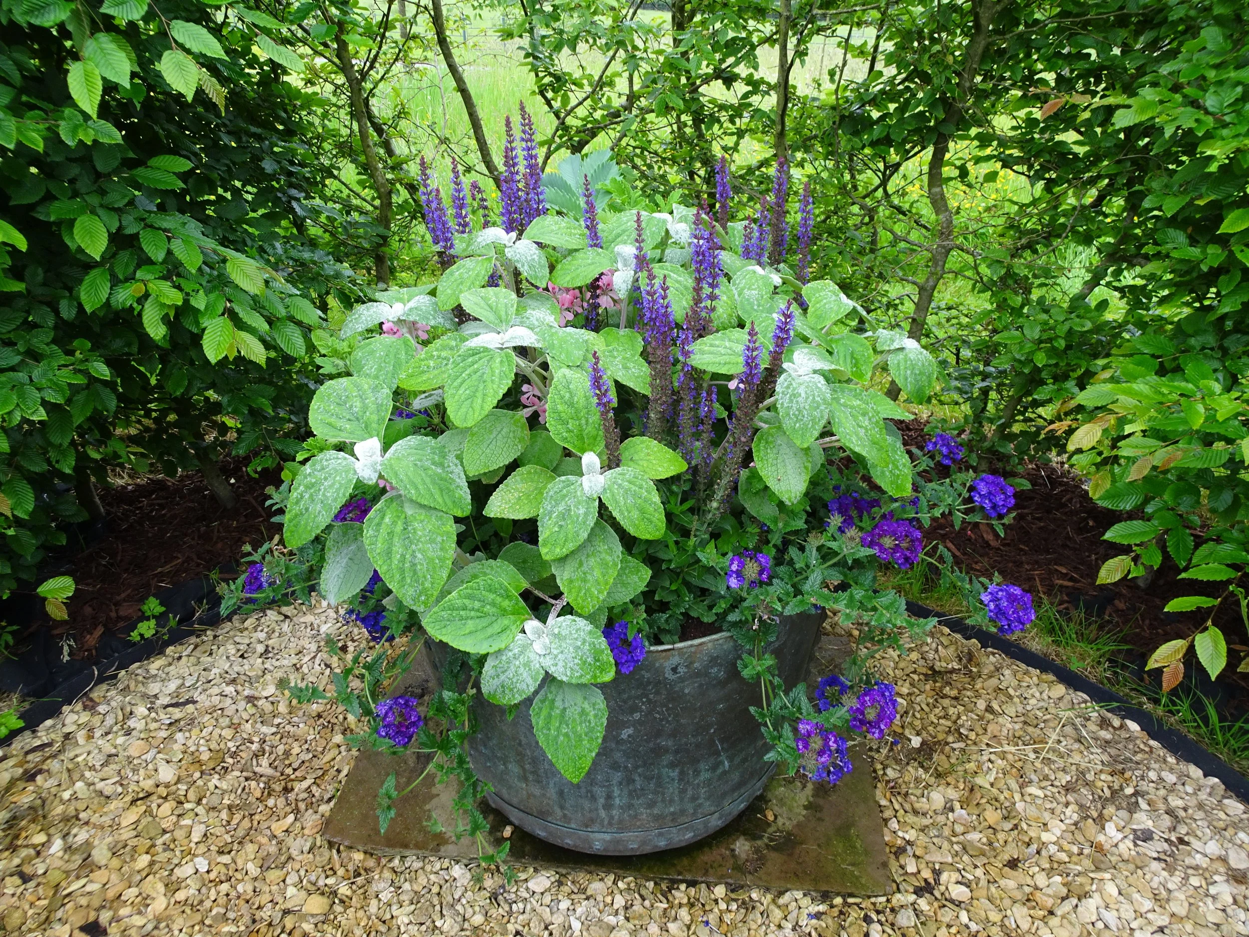 plectranthus pot display