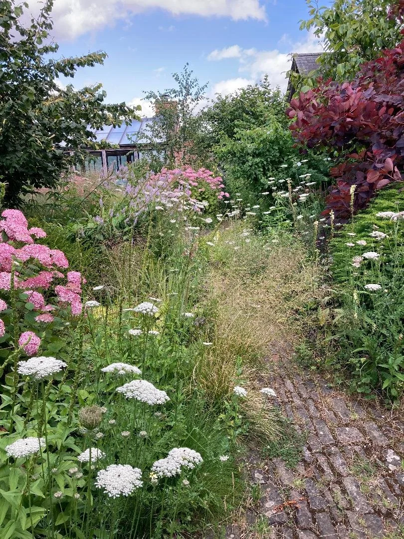 A lush garden path with colorful flowers on both sides, surrounded by green foliage, with a house and blue sky in the background.