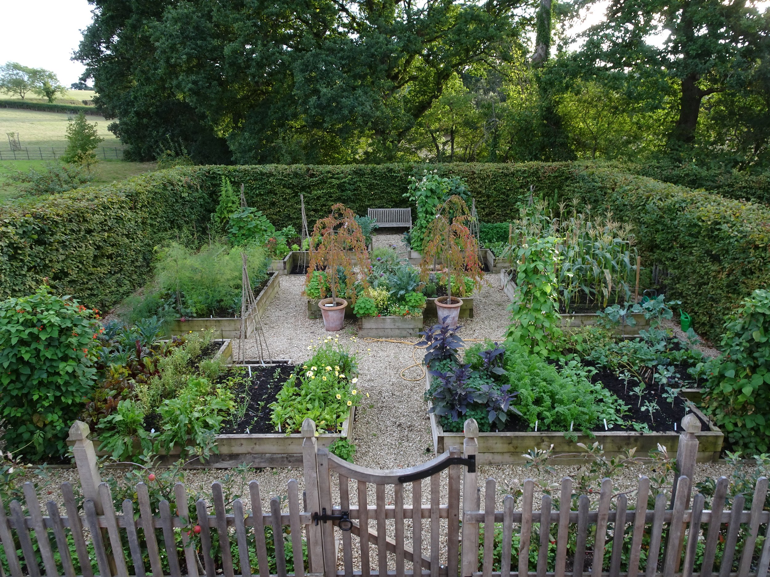 kitchen vegetable garden
