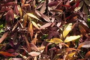 Foliage 13