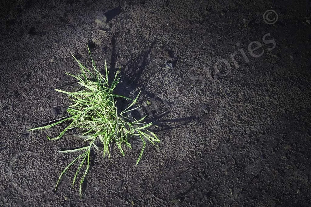 Grass on the Moon