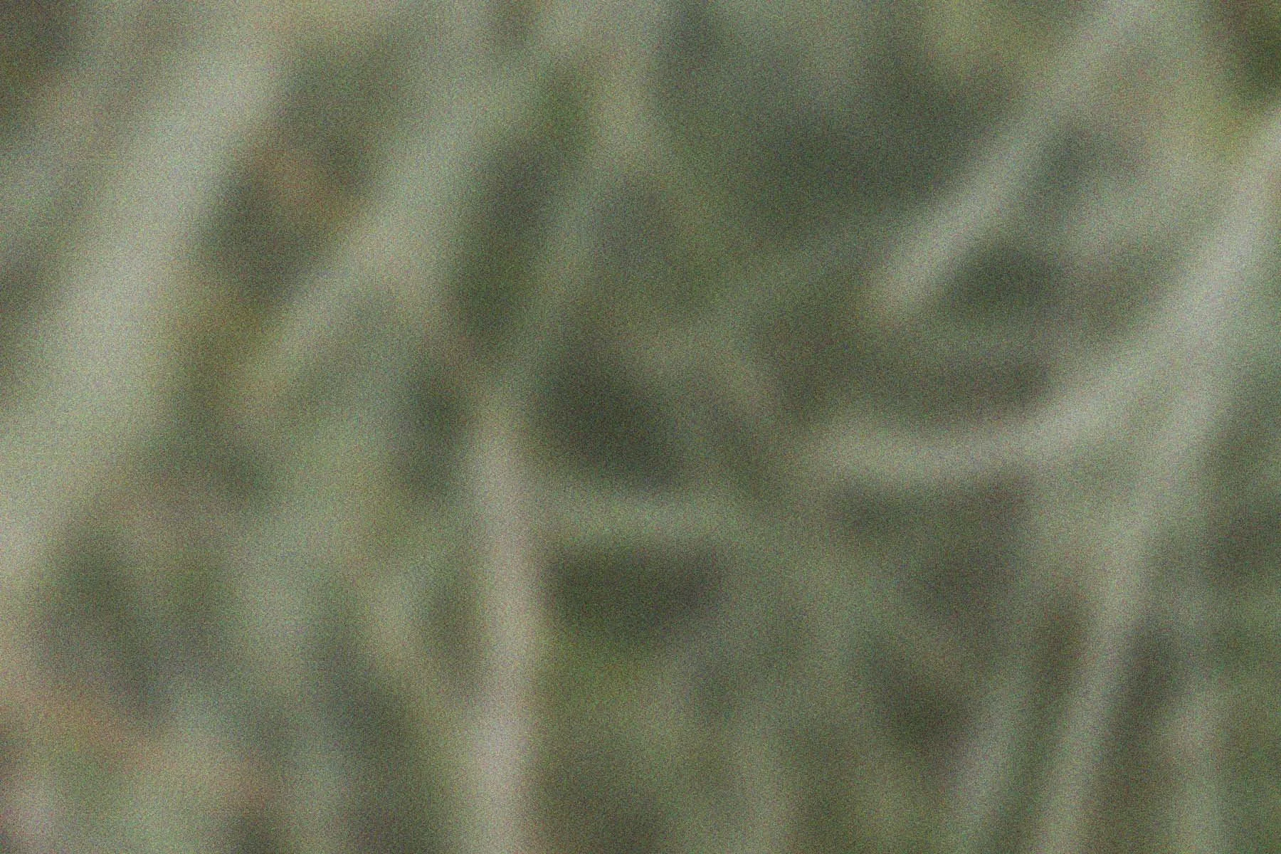 Foliage 2