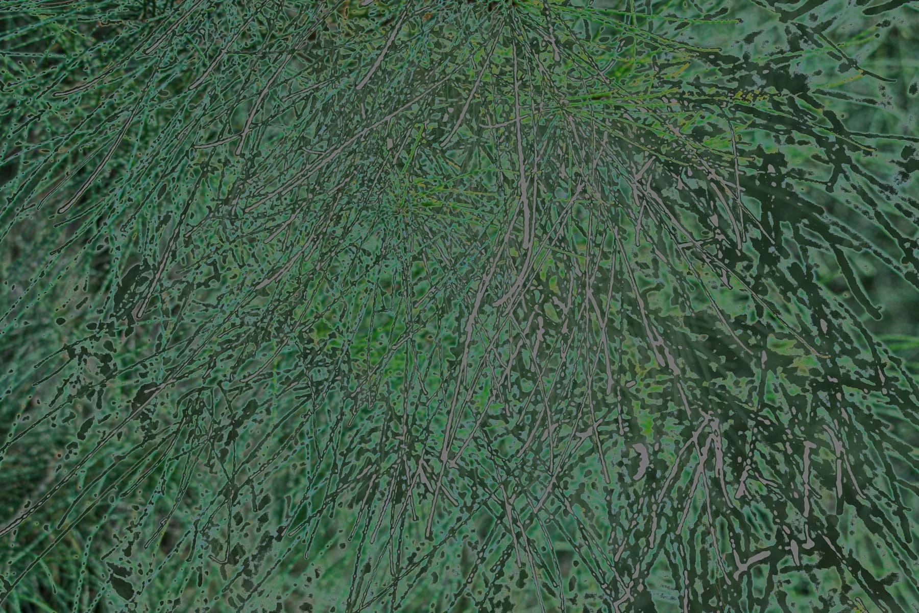 Foliage 5