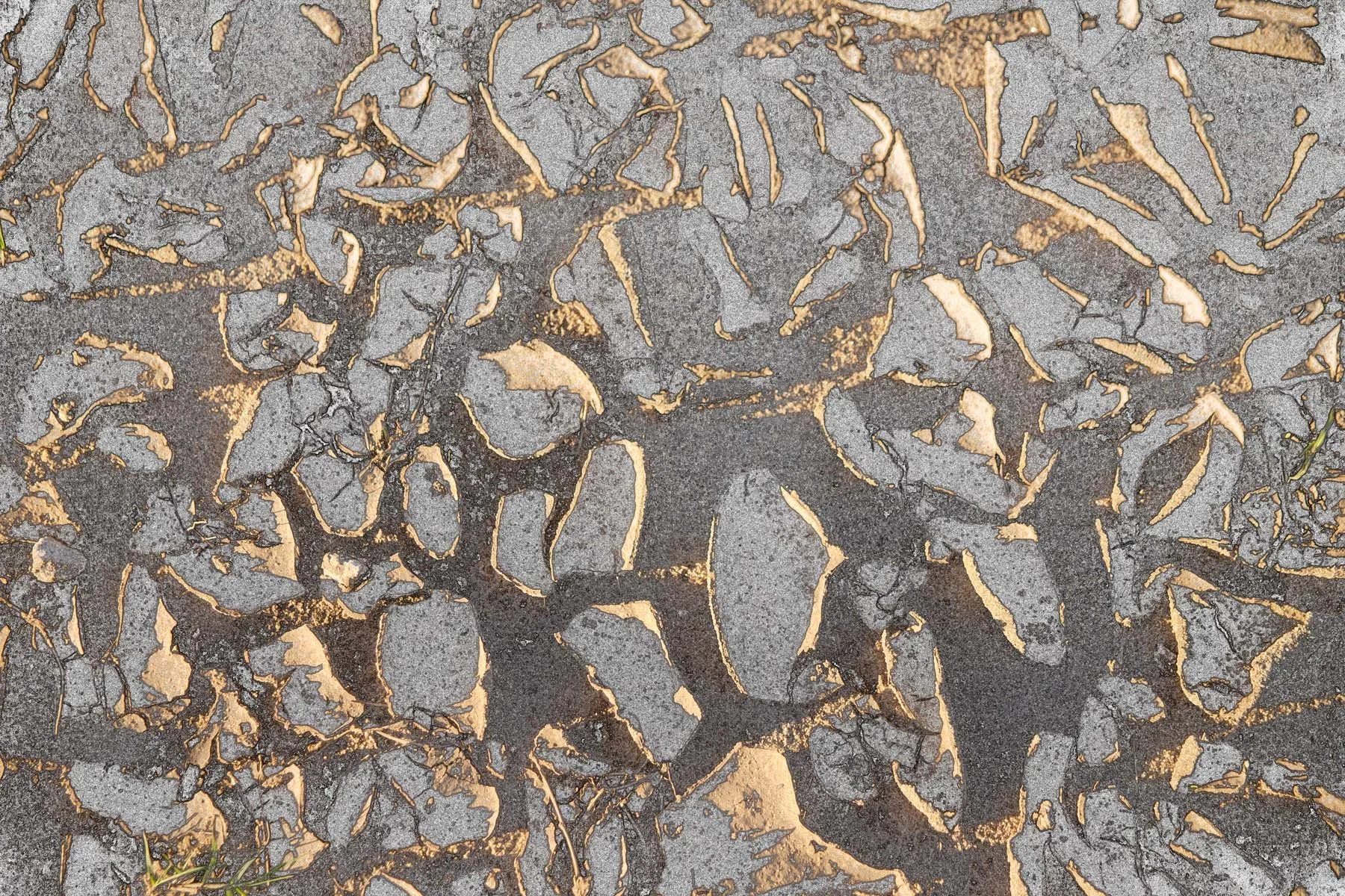 Dried Mud 11