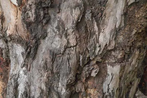 Bark 13
