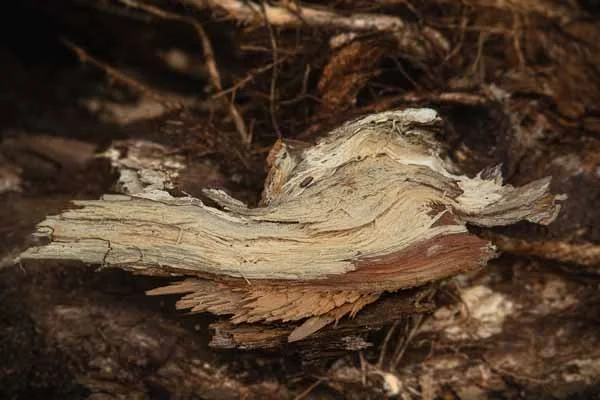 Bark 2