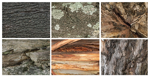 Bark Collection 2