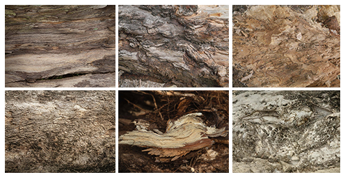Bark Collection 1