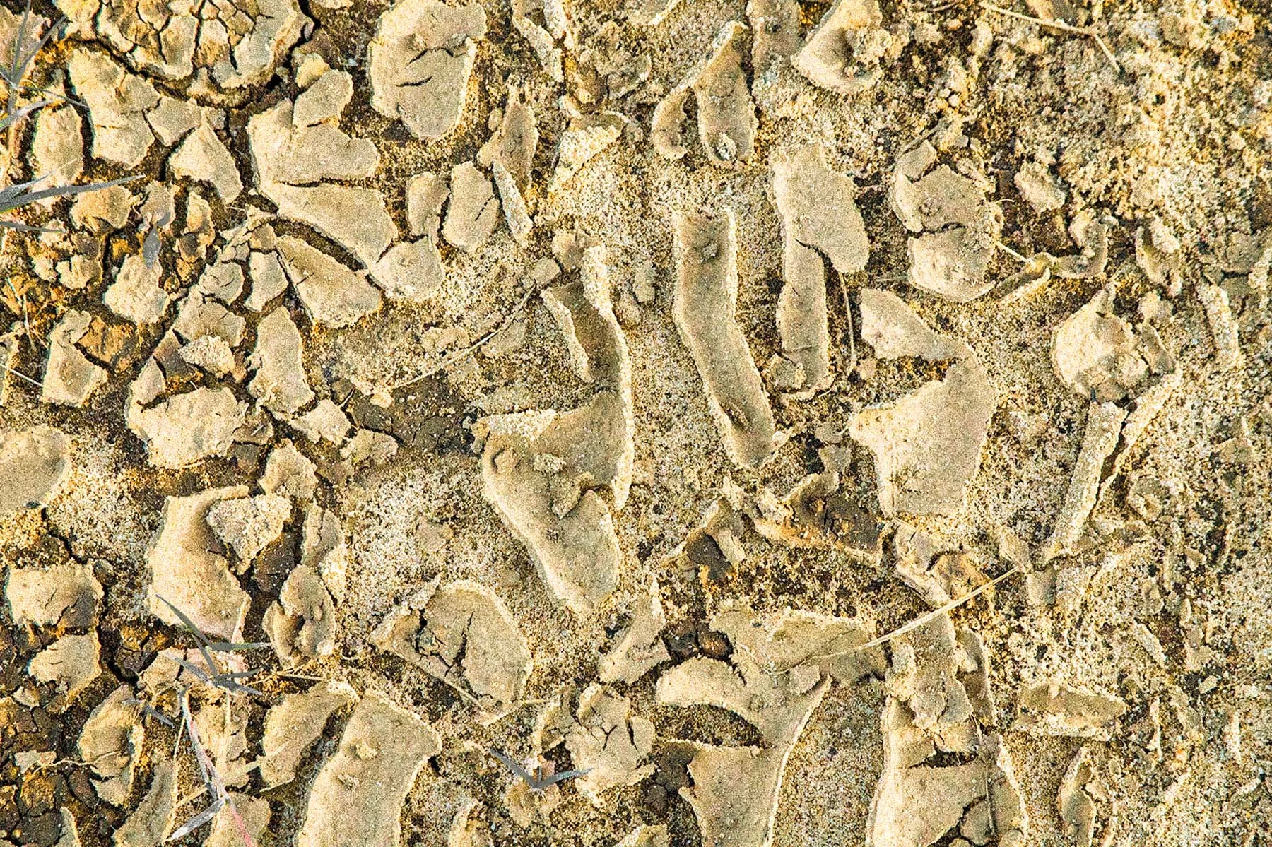 Dried Mud 10