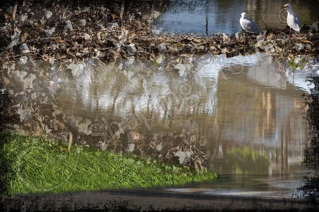 Seagulls & Grass