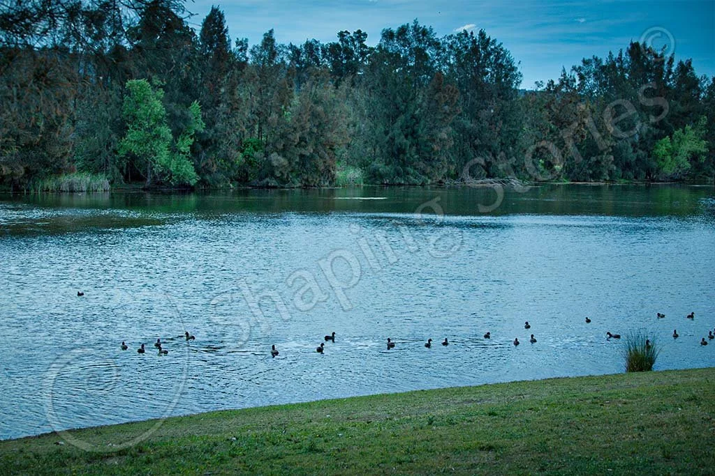 Ducks, Obviously