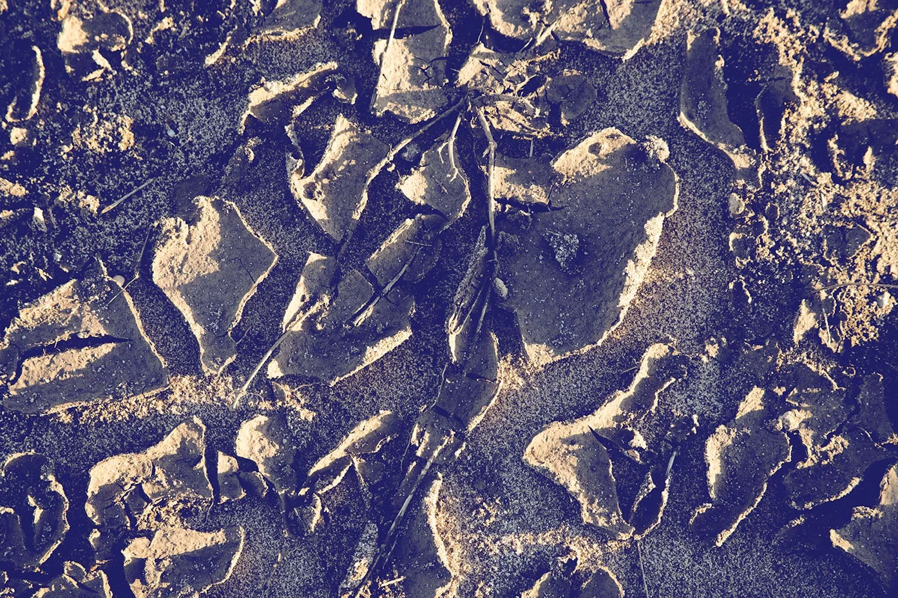 Dried Mud 8