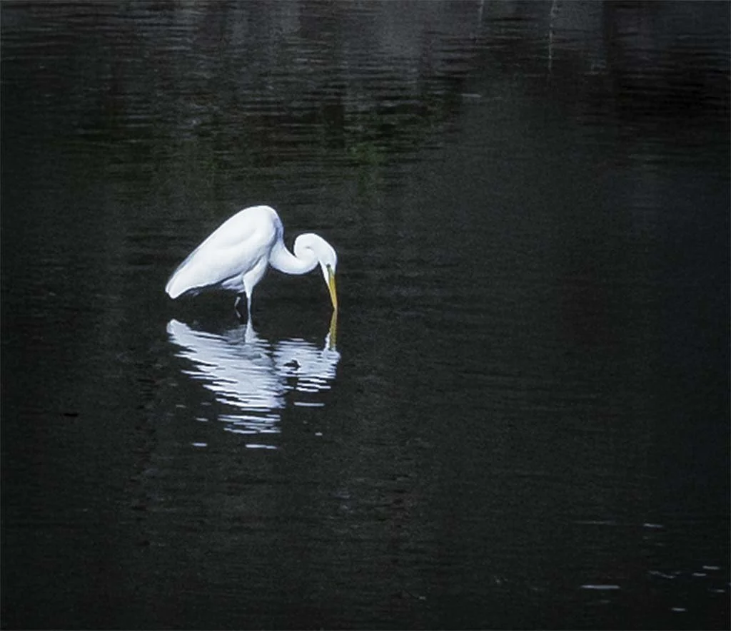 Egret
