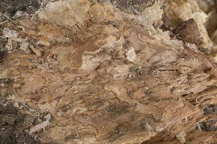 Bark 4