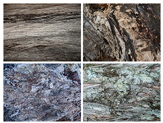 Bark Collection 3