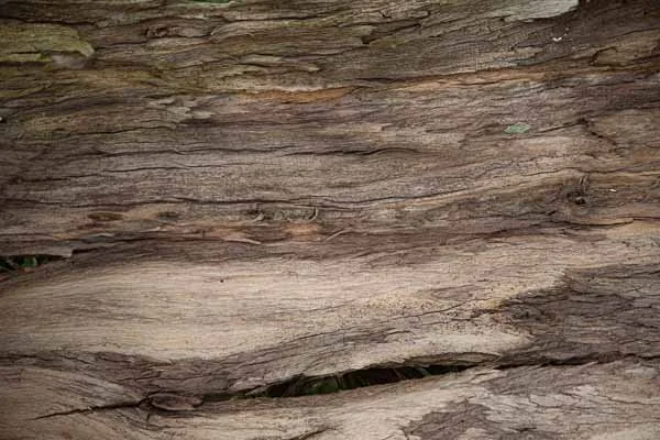Bark 7