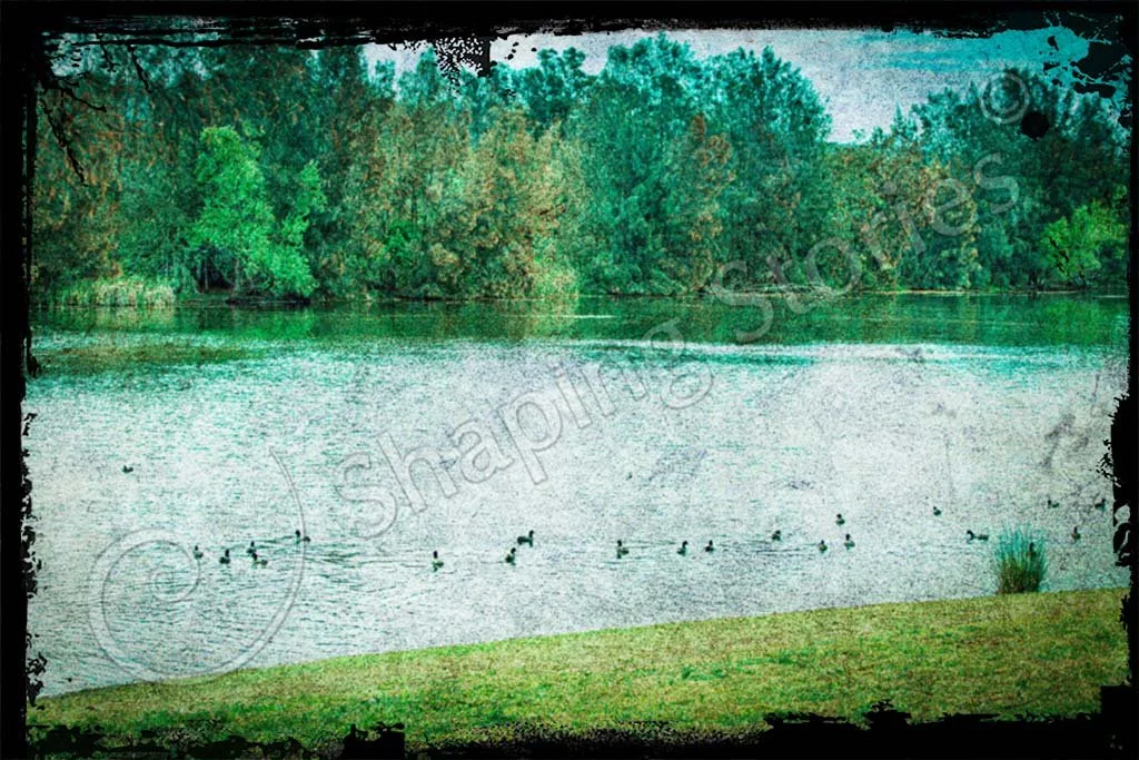 Ducks, Obviously