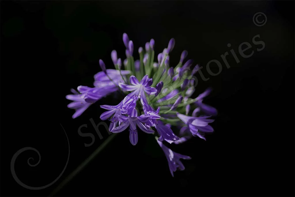 Agapanthus