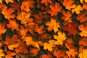 Foliage 7