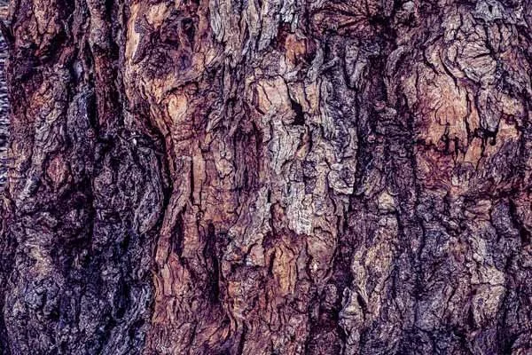 Bark 17