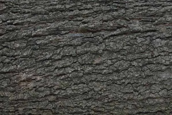 Bark 16