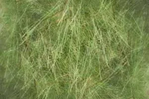 Foliage 1