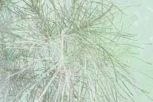 Foliage 3