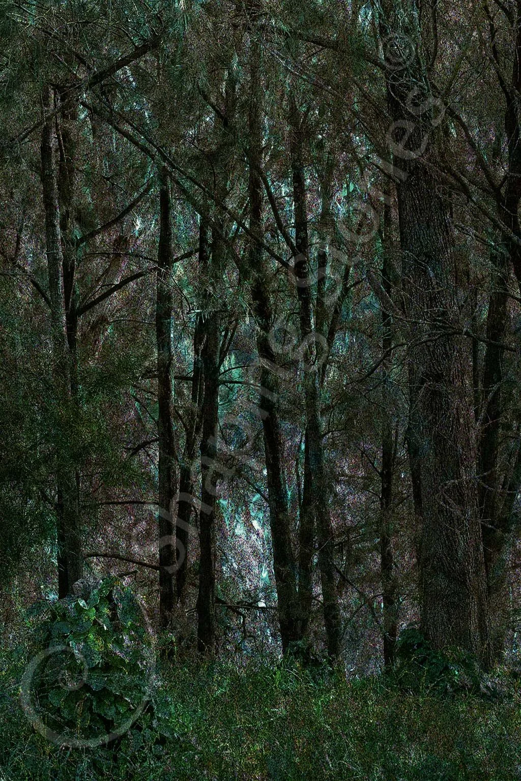 Trees (Small) copy.jpg