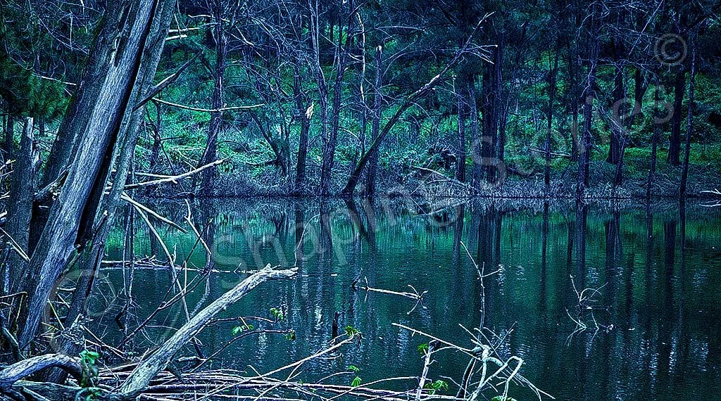 Swamp