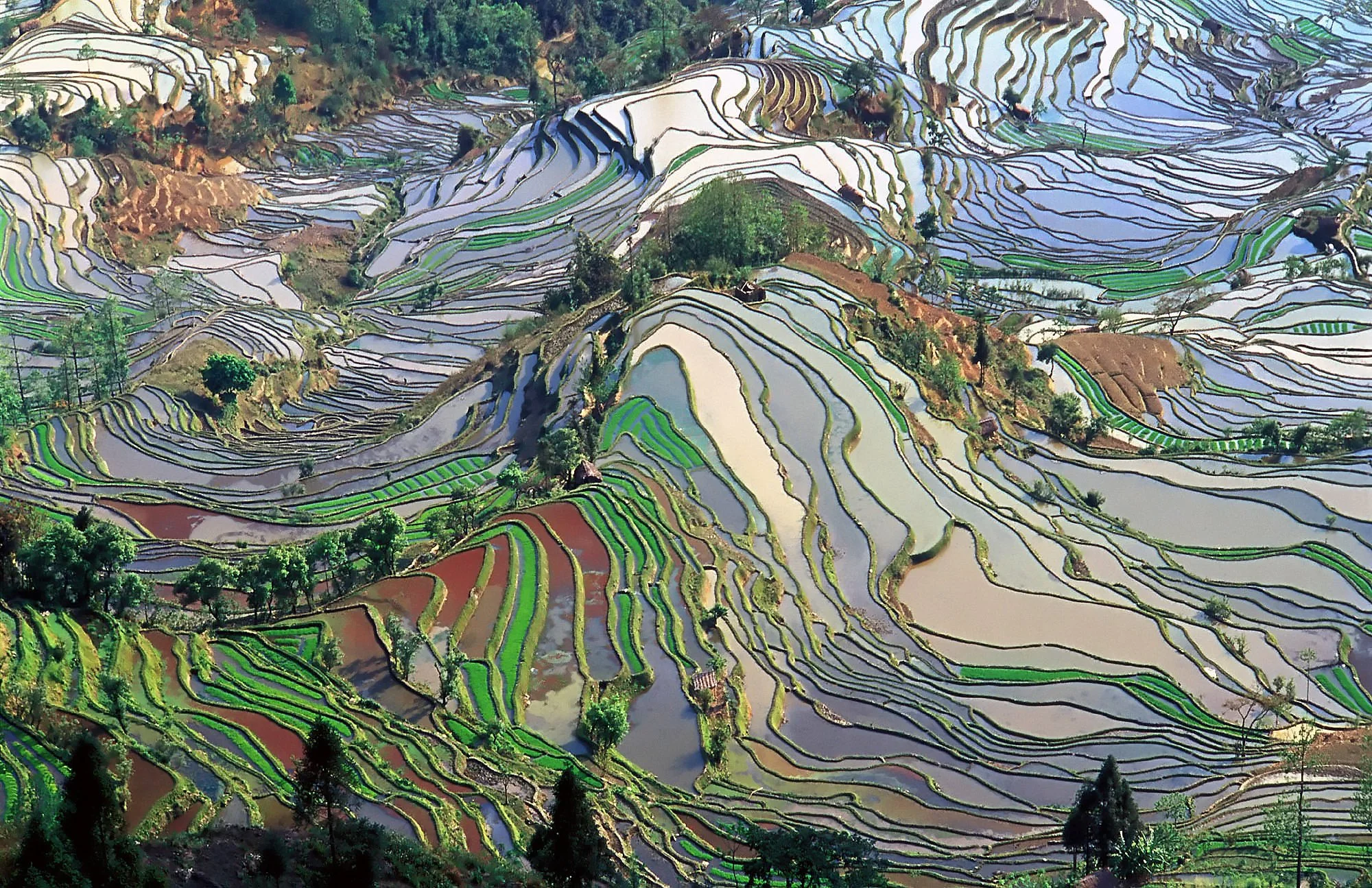 Terrace_field_yunnan_china_denoised.jpg