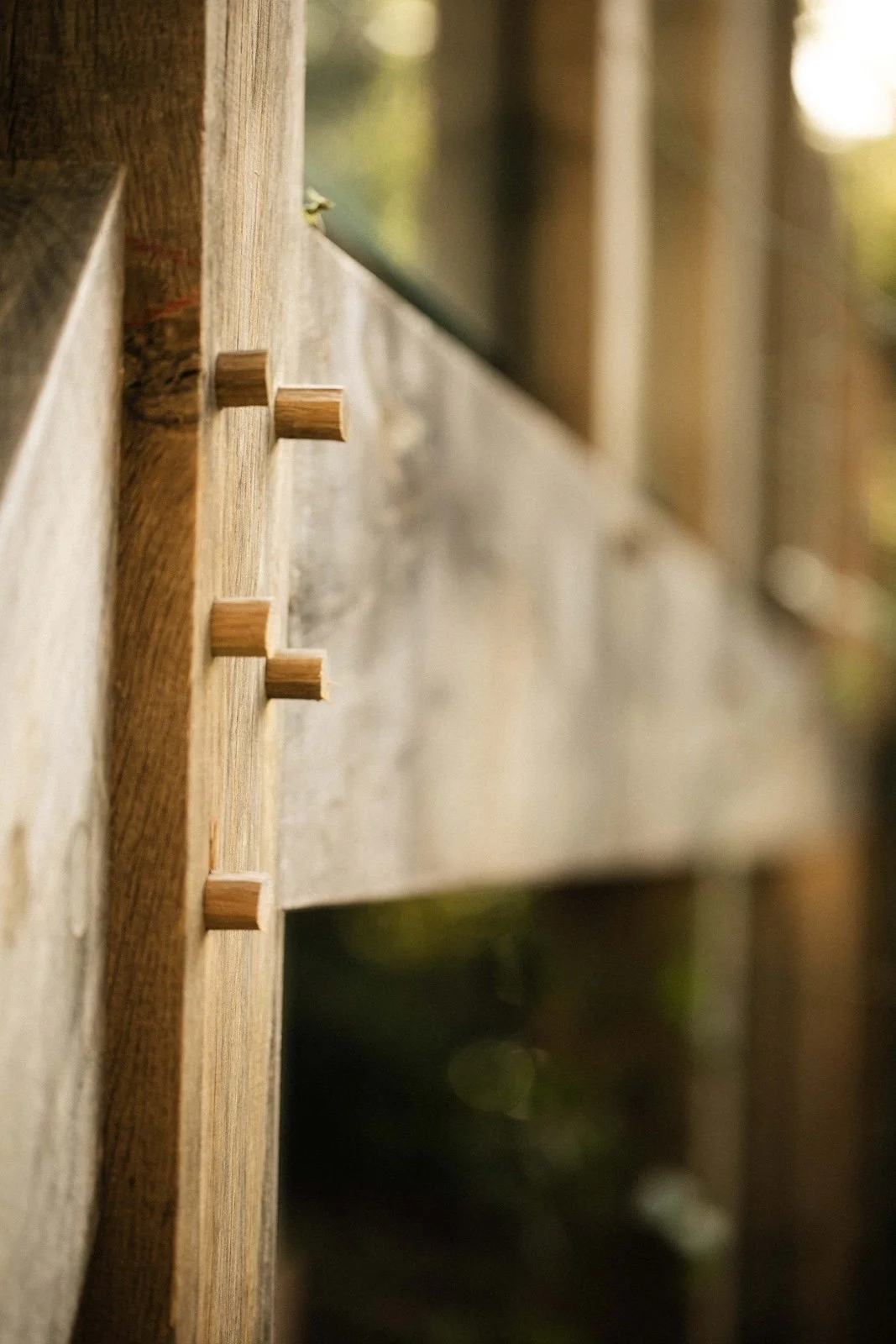 Close-up of a wooden fence with vertical planks and round wooden pegs, outdoors with blurred greenery in the background.