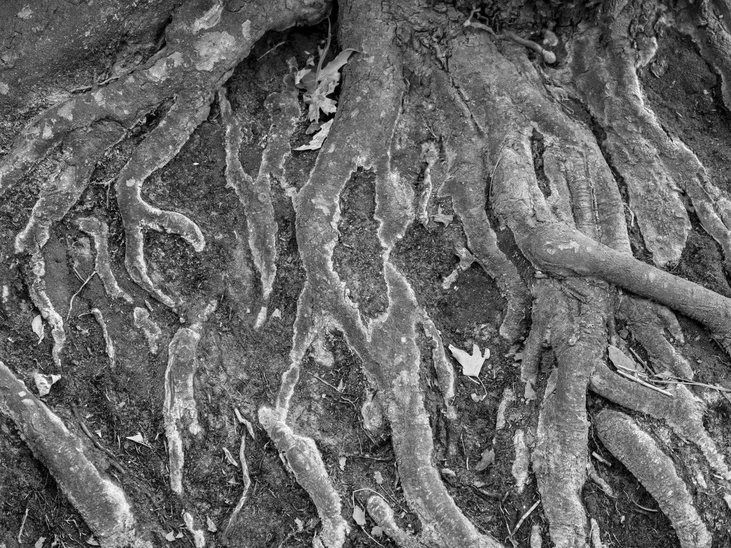 Tree roots spreading across the soil, with some fallen leaves nearby, in black and white.