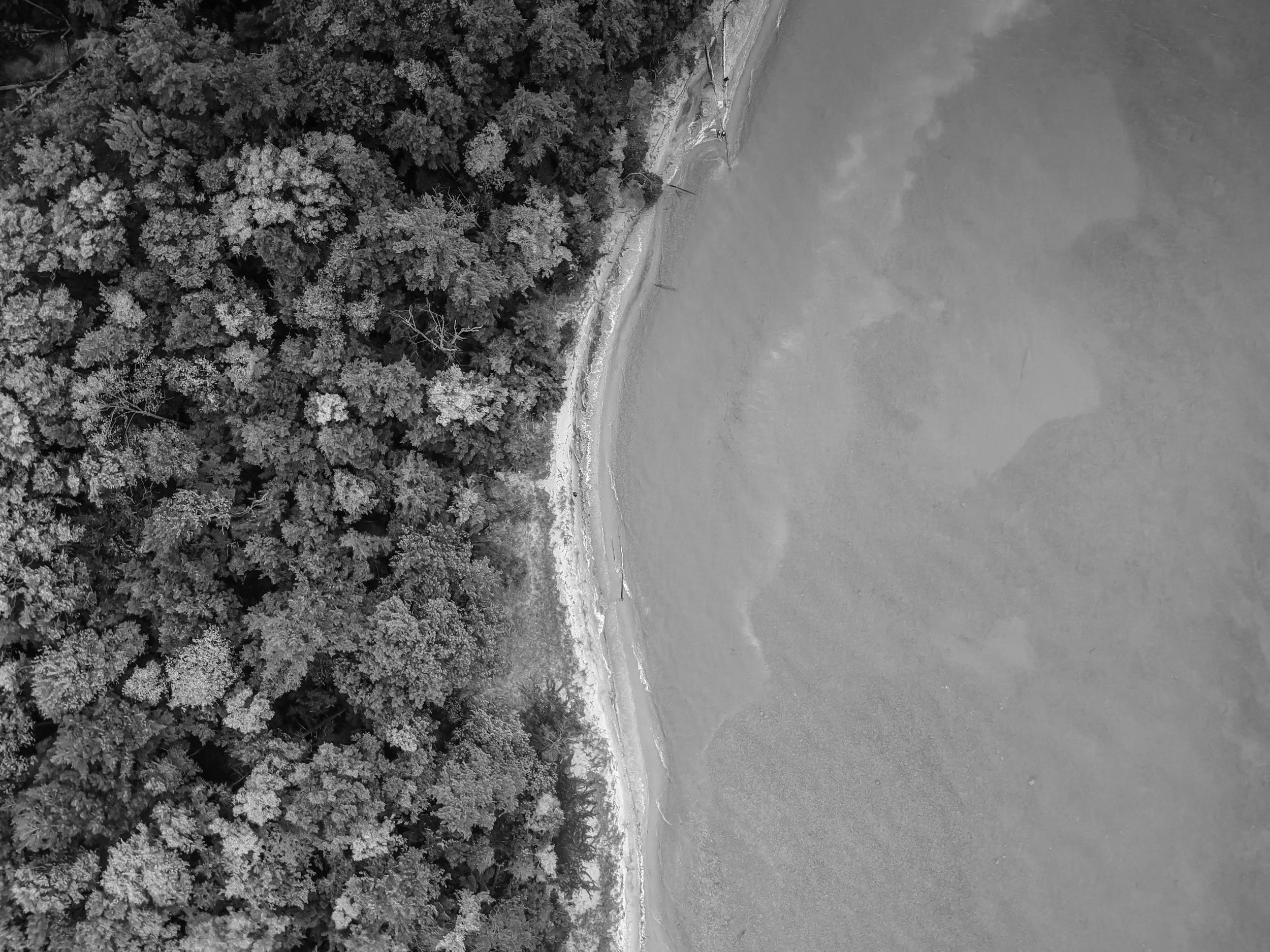 Aerial black and white photo of a forested area next to a shoreline or beach.