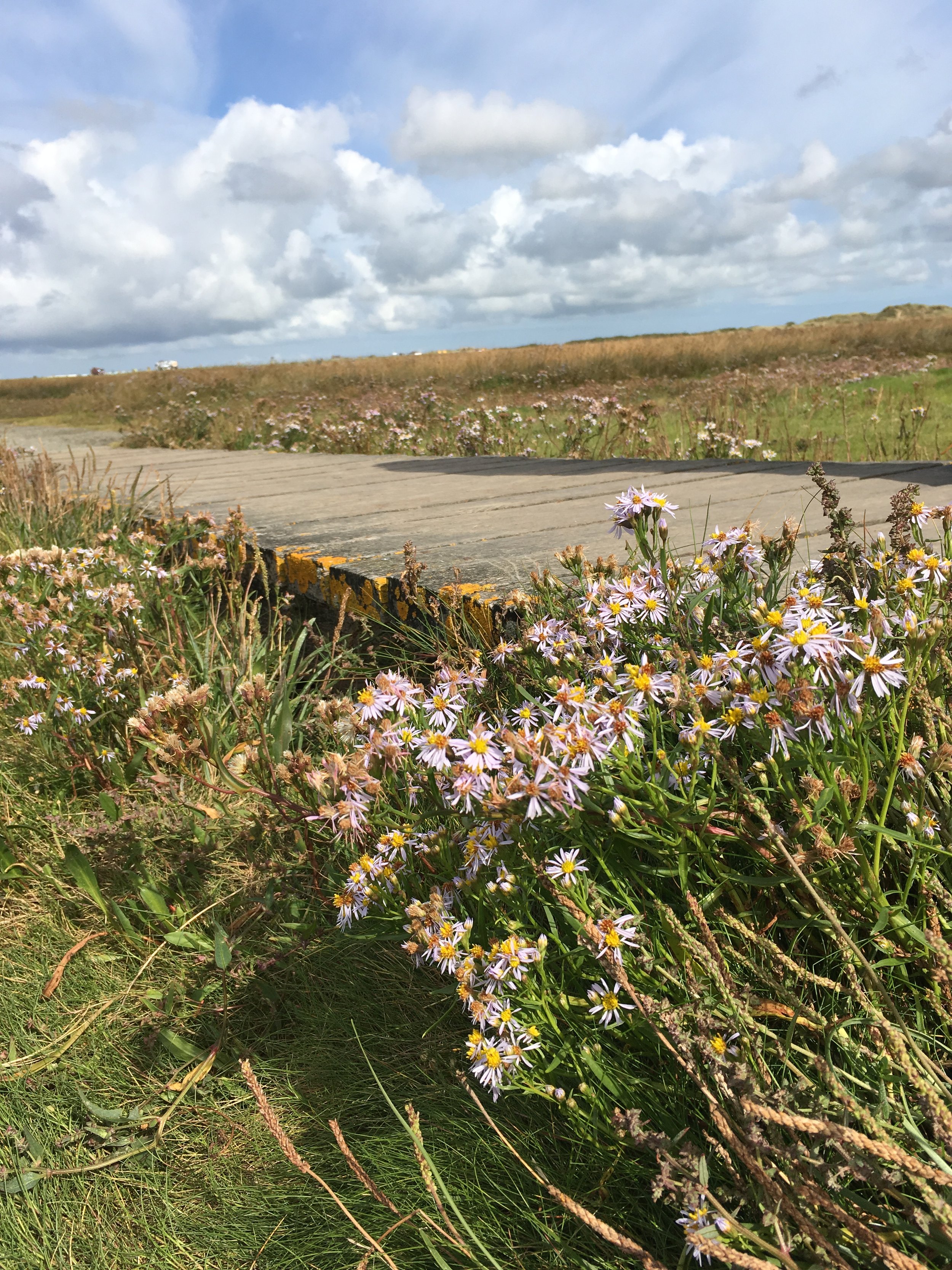 Wildflowers and grass in a field with a wooden boardwalk and a cloudy sky in the background.