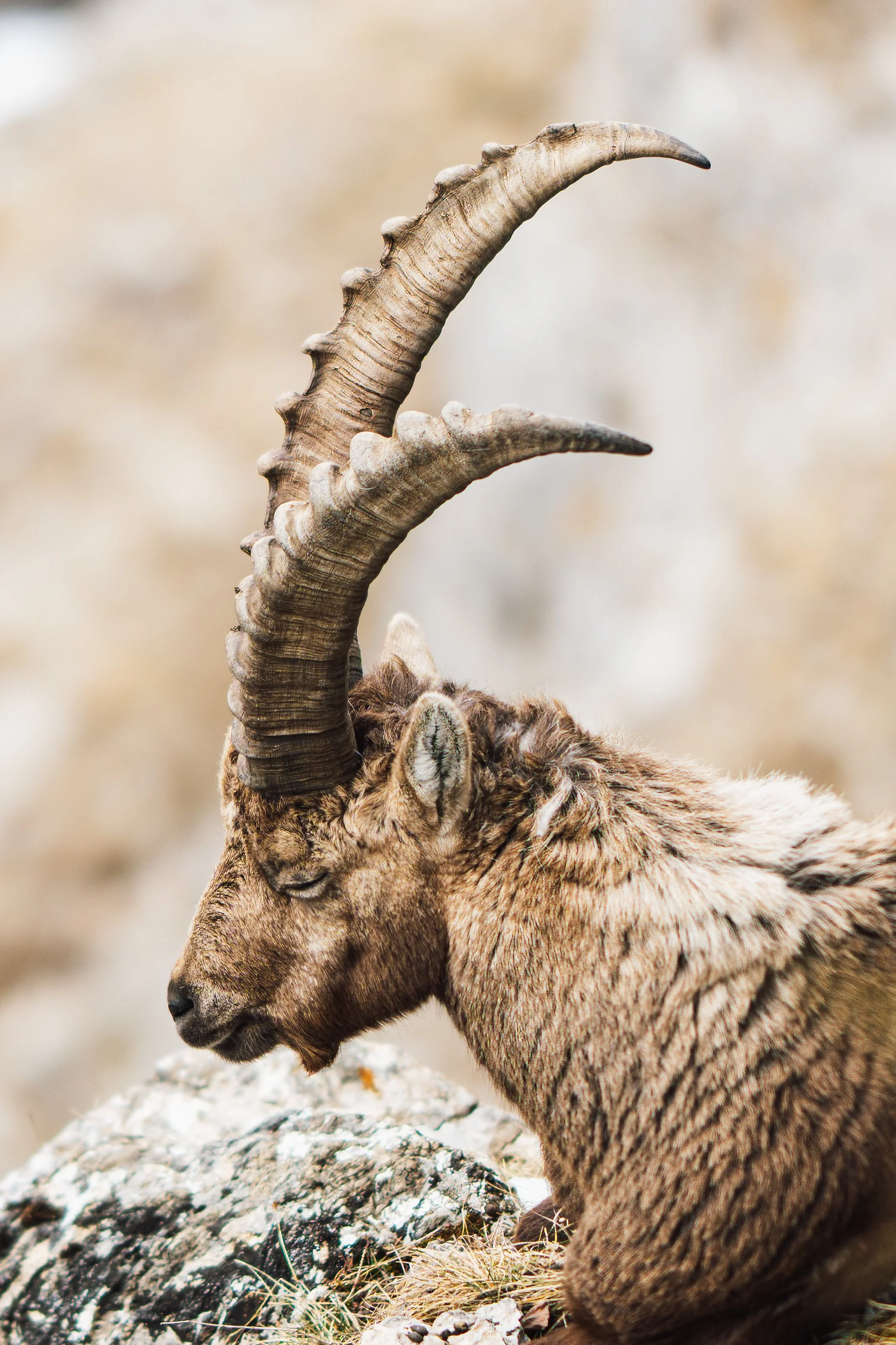 Le Gardien des Cimes