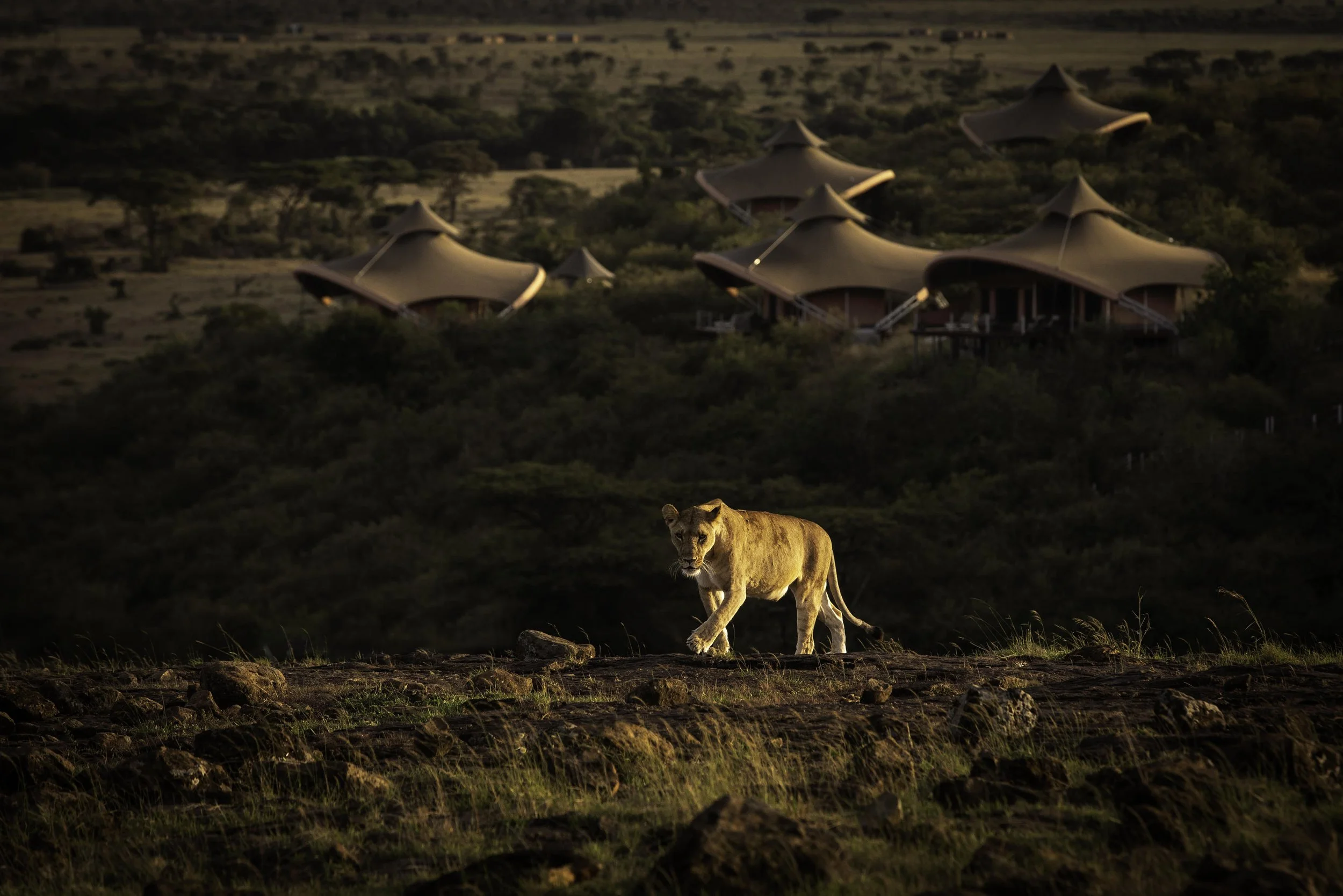 A lioness walking on rocky terrain in the foreground with modern, dome-shaped buildings in the distance under a dark sky.