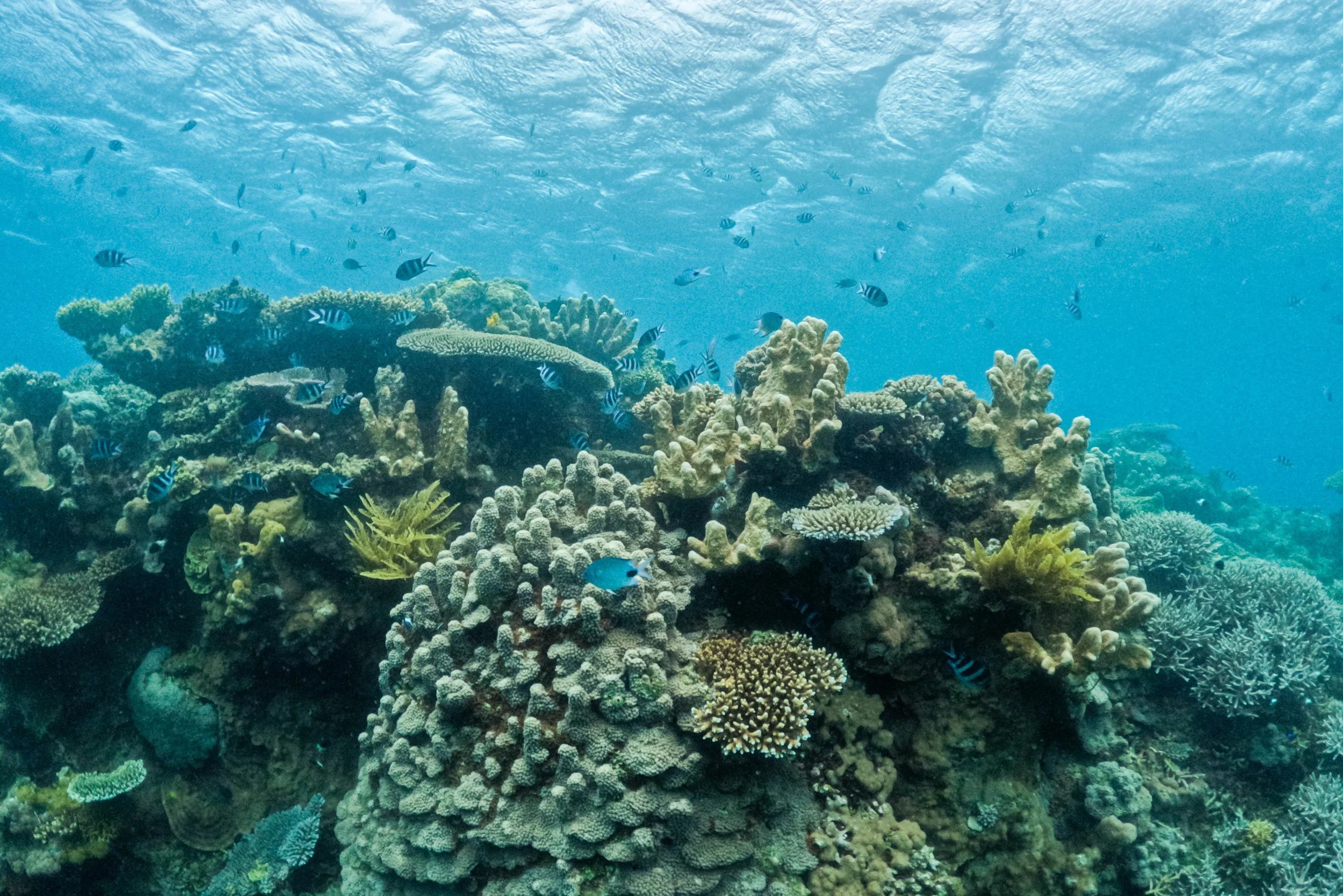 Underwater coral reef with various fish swimming around.