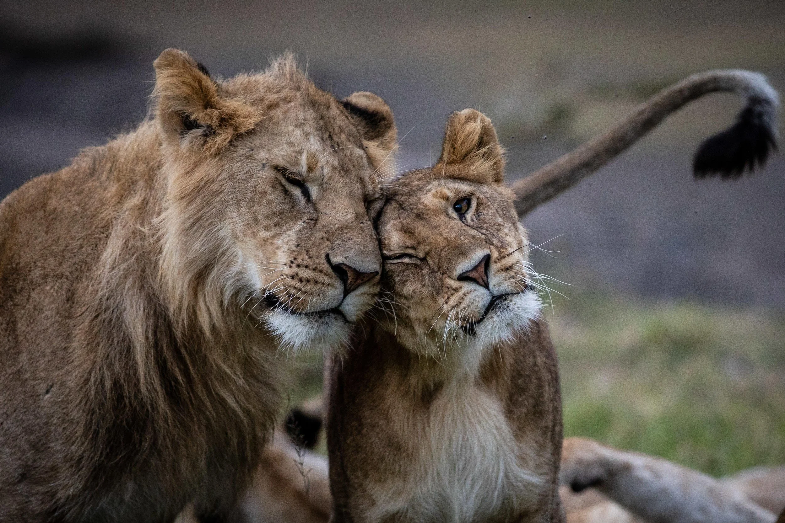 Two lions, one male and one female, touching heads with eyes closed, showing affection.
