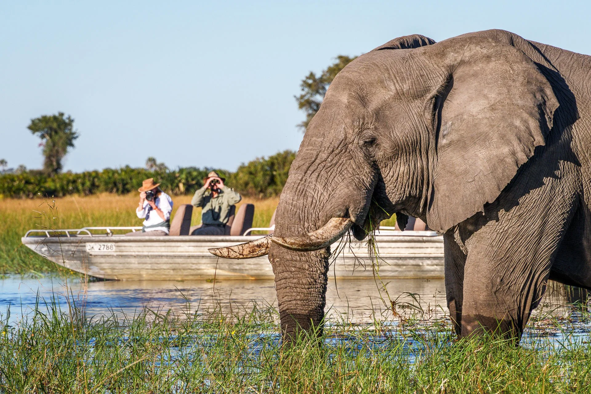 Elephant in water near a boat with two tourists taking photos in a marshy landscape.