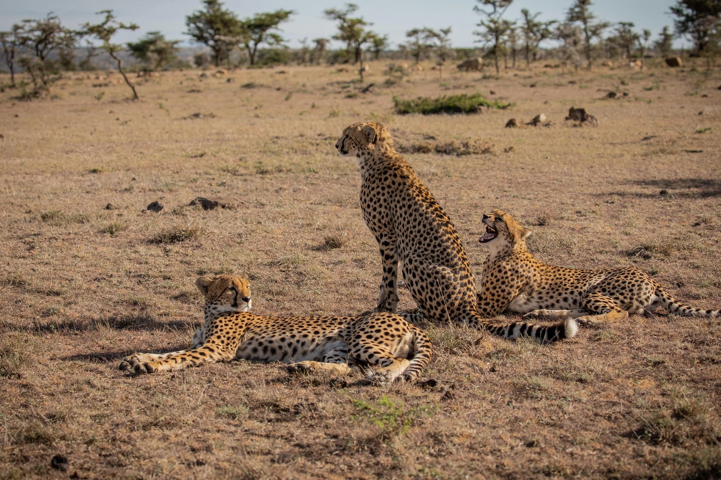 Three cheetahs resting and sitting on dry grassland with sparse trees in the background