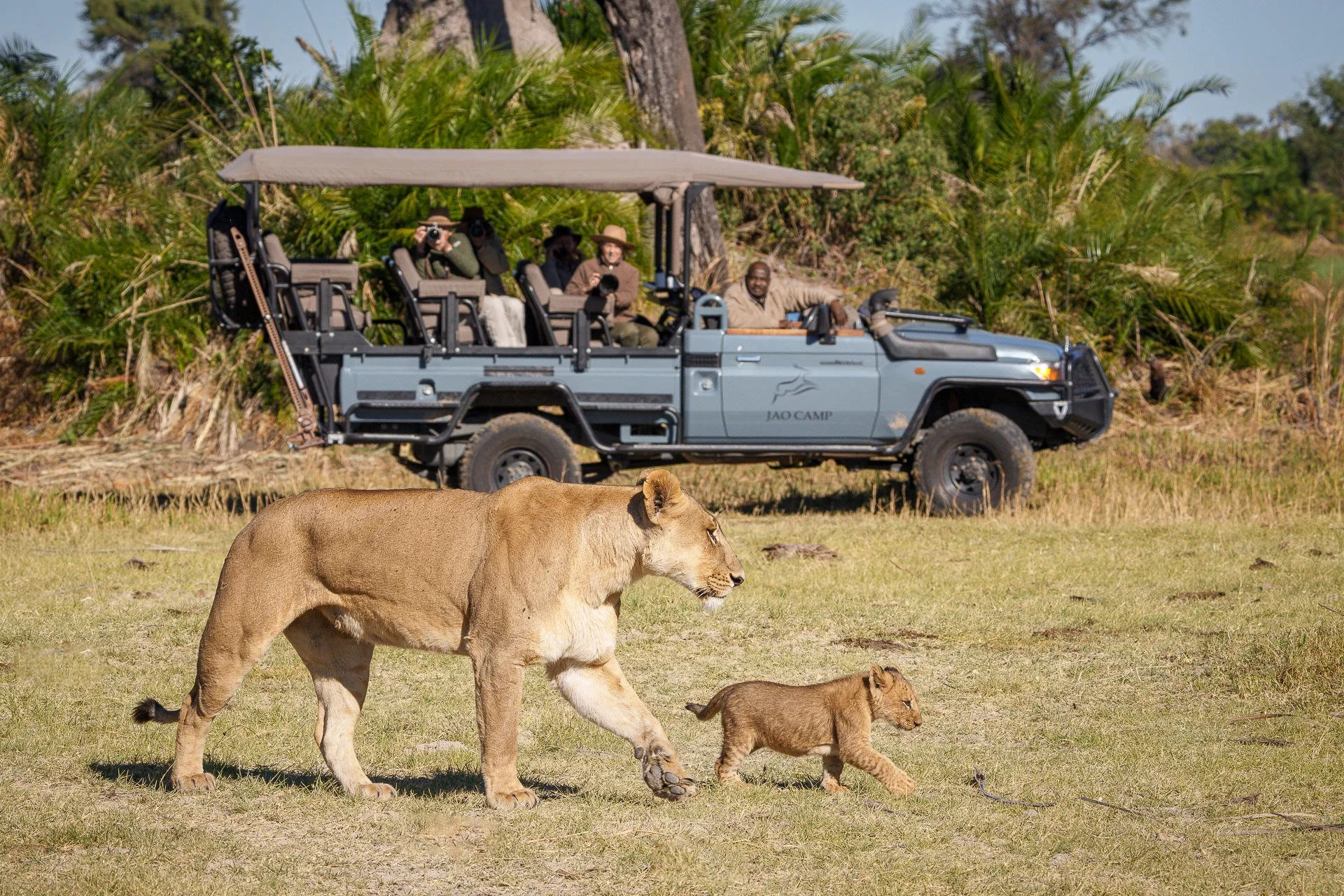 A lioness and a lion cub walking on grass with a sightseeing vehicle and tourists in the background.