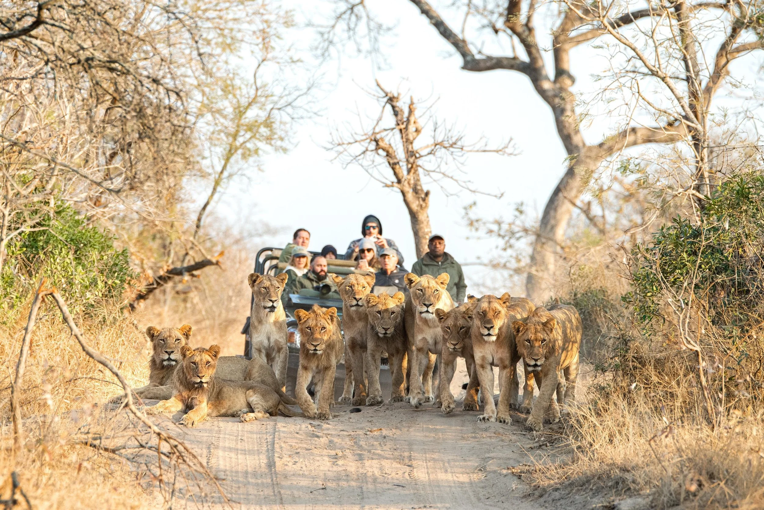 Royal Malewane Waterside Lions.jpg