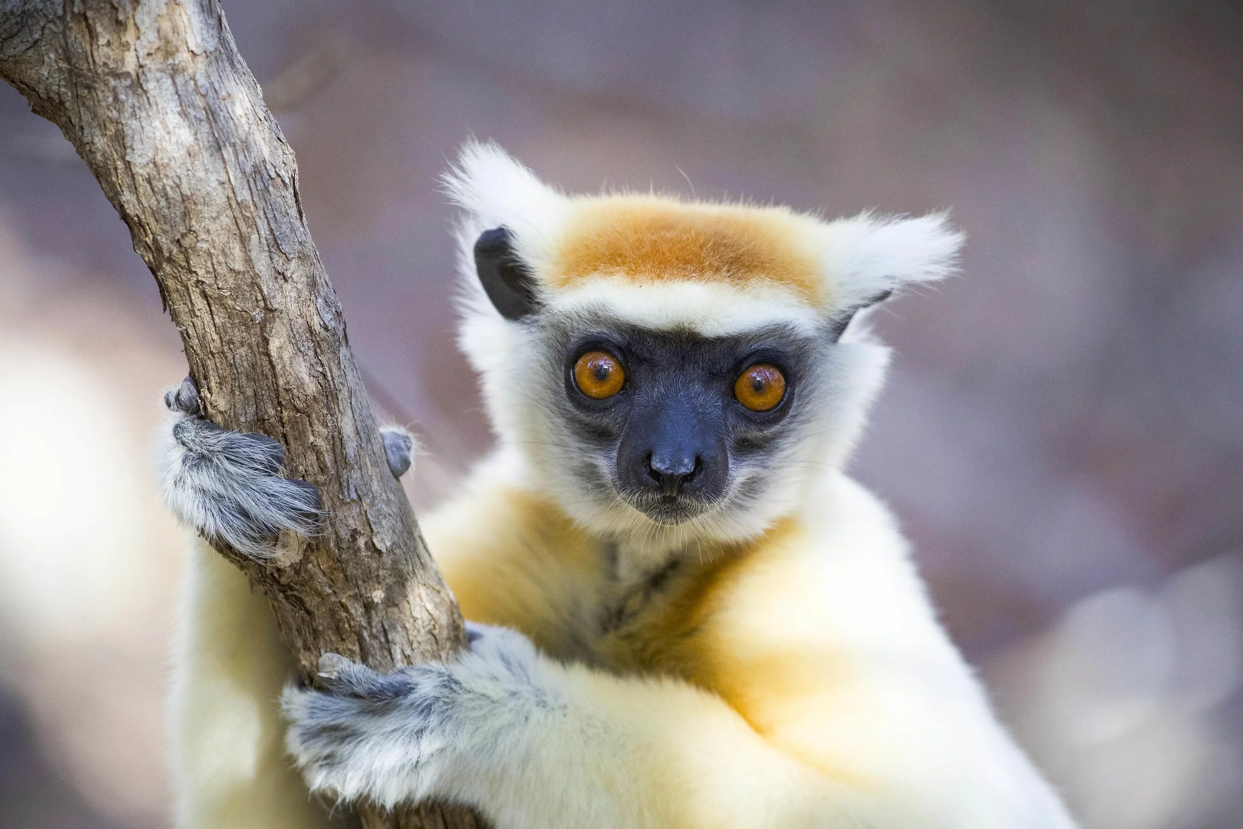 A close-up of a lemur holding onto a tree branch, with bright orange eyes and a black face mask, white and yellow fur, and pointed ears.