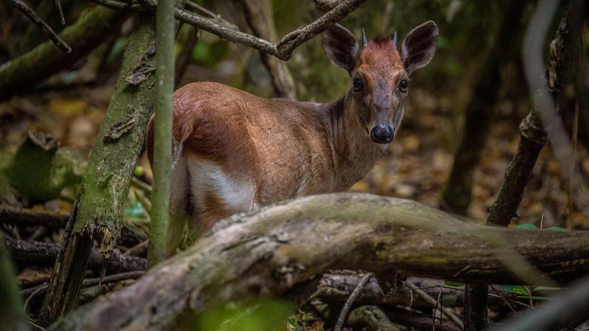 Young deer with brown fur standing among fallen branches and foliage in a forest.