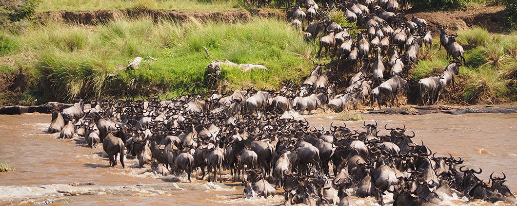 wildebeest-river-crossing.jpg