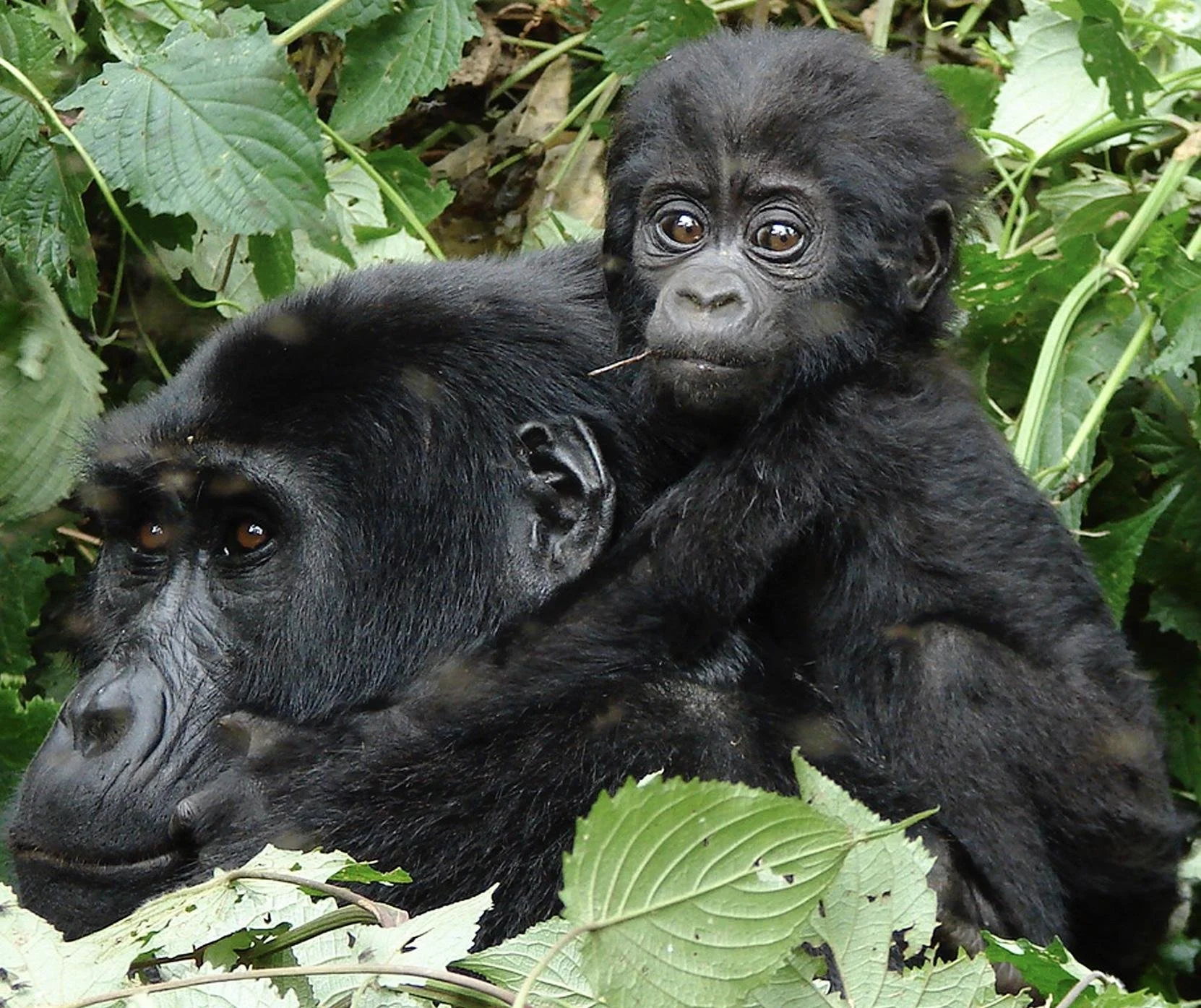 A young gorilla sits on a mature gorilla's back in lush green foliage.