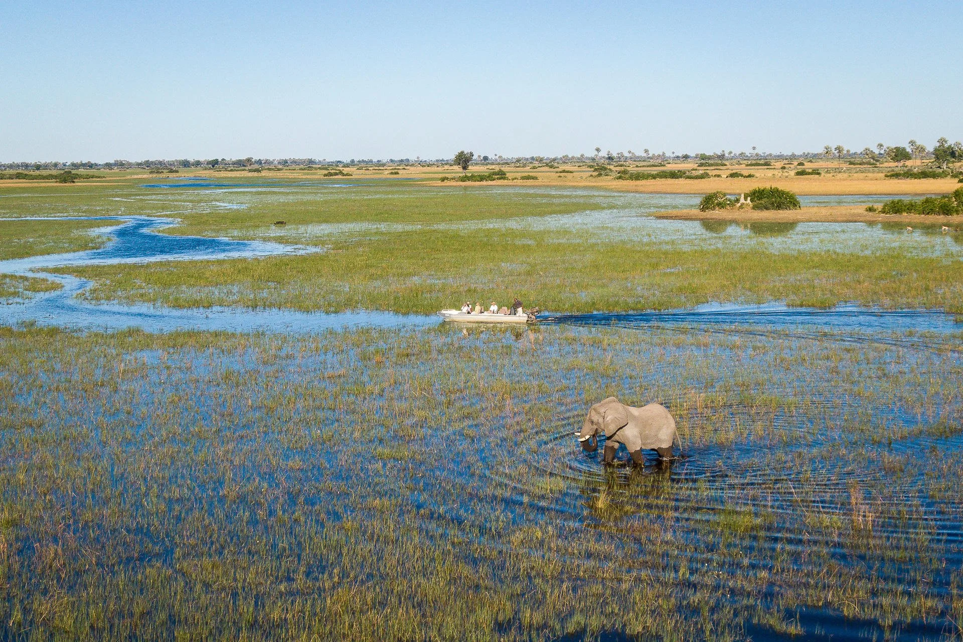 An elephant walking through a body of water in a wetland, with a boat and people in the background.